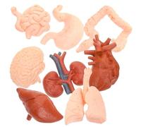 MUELODSIC 8pcs Human Anatomy Models Teaching Tools for Students and Doctors, Lightweight Realistic Pvc Organ Set for Study and Understanding the Structure of Organs in Educational Scenarios