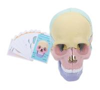 MUELODSIC Detachable Human Skull Model for Anatomy Study Realistic Detailed Skull with Removable Parts Medical Teaching Skeleton for Students and Professionals Educational Tool