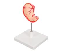 MUELODSIC Detailed Human Stomach Model for Medical Students and Professionals Realistic Gastric Anatomy Teaching Tool with Easy Assembly and Construction for Biology and Physiology Education