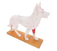 MUELODSIC Dog Acupuncture Model Canine Body Acupuncture Points Teaching Tool for Veterinary Students Professional Anatomy Display Educational Use