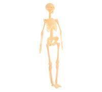 MUELODSIC Human Skeleton Model DIY Assembly Educational Anatomy Skeleton Action Figure for Studying Sturdy Plastic Full Body Teaching Tool for Students and Science Learning