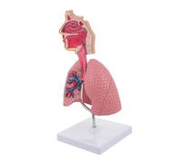 MUELODSIC Vivid Respiratory Lung Model Teaching Tool for Medical Education Anatomy Model for Students and Teachers Easy to Use Display for Science Classroom and Laboratory