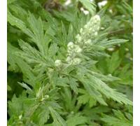 Mugwort Flower Essence 30ml Dosage Prepared from FES Stock essences