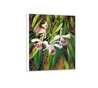 MUHJDYC Marianne North Wall Art Famous Poster-Canvas Picture-Prints for Living Room-Paintings Reproduction(Orchid) 30x35cm-12x14in White Frame