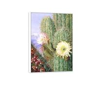 MUHJDYC Marianne North Wall Art Famous Poster-Canvas Picture-Prints for Living Room-Paintings Reproduction(Cactus in Flower) 70x100cm-27x39in White Frame