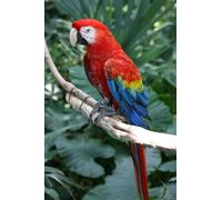 Muholin Parrot Animal Poster Prints Wall Art For Living Room Home Decoration Picture Colorful Bird Canvas Painting 50x70cm No Frame