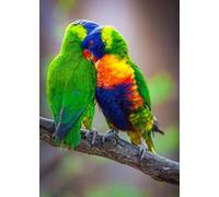 Muholin Parrot Animal Poster Prints Wall Art For Living Room Home Decoration Picture Colorful Bird Canvas Painting 60x90cm No Frame
