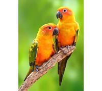 Muholin Parrot Animal Poster Prints Wall Art For Living Room Home Decoration Picture Colorful Bird Canvas Painting 40x50cm No Frame