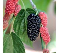 Mulberry 2L Plant. Fruit tree/bush. Produces sweet black berries. Available from Bedwen Plants
