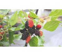 Thompson & Morgan Fruit Mulberry (Morus) Charlotte Russe 7Cm Potted Plant X 1