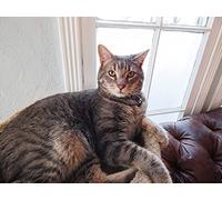 Multi-Million Dollar Nightmare