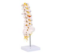Multifunction Anatomical Model for Spine Health Demonstration in Education Clinical Realistic Lumbar Sacrum Anatomy