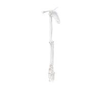 Multifunctional Realistic Human Skeleton Scapula Clavicle Model Art Rehabilitation Training PVC Upper Limb Model