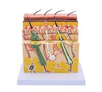 Multifunctional Realistic Skin Model 70X Enlarged Anatomical Model 9.05'' X 9.44'' Foldable 4 Layers Education Use Only Muscles and Veins