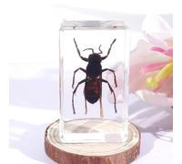 Multiple Styles Resin Insects, in Resin Paperweight Crafts, Animal Taxidermy Collection, Insect Specimens in Resin for Classroom, Science Education, Collection.(2.8 * 1.6 * 0.7 inch)
