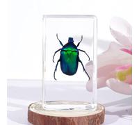 Multiple Styles Resin Insects, in Resin Paperweight Crafts, Animal Taxidermy Collection, Insect Specimens in Resin for Classroom, Science Education, Collection.(2.8 * 1.6 * 0.7 inch)