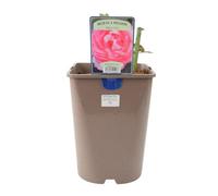 Mum In A Million Rose Bush Fragrant Pink Shrub Rose In Pot Garden Plant