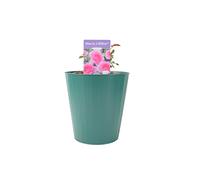 Mum in a Million Rose Bush - Fragrant Pink Shrub Rose in Pot - Metal Teal Vertical Line