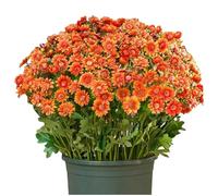 Mums Outdoor Sunset Mums Flowers Windproof Never Faded No Watering Pruning Bright Full Like Real Thing (A, One Size)