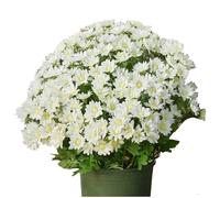 Mums Outdoor Sunset Mums Flowers Windproof Never Faded No Watering Pruning Bright Full Like Real Thing (B, One Size)