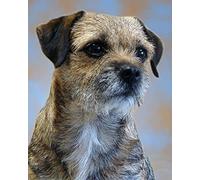 Munxag Paint By Numbers Kits For Adults And Kids Diy Oil Painting Digital Border Terrier Dog Canvas Wall Art Home Decoration