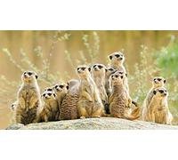 Munxag Paint by Numbers Kits Meerkat Animals DIY Oil Painting Gift Kits for Adults and Kids