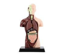 muqeu Human Body Model with 7 Removable Organ Models,Educational Organ Anatomy Model for Biological Science Learning