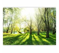 murando Premium Photo Wallpaper Forest 500x350 cm / 197"x138" Non-Woven Premium Art Print Fleece Wall Mural Decoration Poster Picture Design Modern Nature Landscape Green c-B-0336-a-a