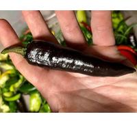 Murasaki Chilli Seeds - 10 Fresh Seeds