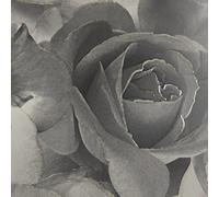 Muriva Black Grey Rose Floral Bloom Flowers Gold Glitter Shimmer Feature Wallpaper