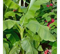 Musa 'Basjoo'. 4L Plant. Exotic Evergreen Japanese Banana Tree. Available from Bedwen Plants