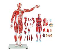 Muscle Anatomical Model 78 Cm / 30.7 Inches Human Anatomy Science Human Being Detachable Model Human Muscle Anatomical M