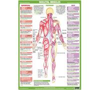 Muscle Anatomy Charts illustrating Superficial and Deep Muscles, Human Anatomy Posters