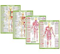 Muscle Anatomy Charts illustrating Superficial and Deep Muscles, Human Anatomy Posters