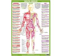 Muscle Anatomy Charts illustrating Superficial and Deep Muscles, Human Anatomy Posters