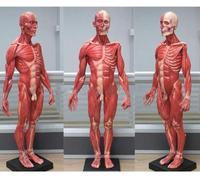 Muscle Anatomy Model, Detailed Human Muscular System for Medical Education and Physiology Study