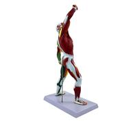 Muscle Anatomy Model with Accurate Muscle Identification, Color