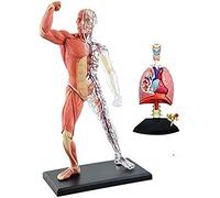 Muscle and Skeleton Anatomy Model - Human Organ Anatomical Model Lung Model - Detachable Organs and Body Parts - Compatible with Study Teaching Medical Model,Puzzle Assembling Toy