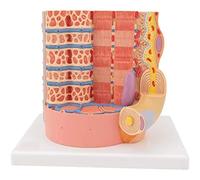 Muscle Fiber Anatomy Teaching Model,Skeletal Muscle Fiber Enlargement Model with Digital Tag, 10000 Times Magnified and High Simulation, Realistic Simulation Design and Clear Texture, for Learn