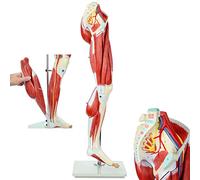 Muscle Leg Anatomy Model Life Size Human Leg Musculature Leg Model Muscle Anatomy Model Has 12 Removable Leg Muscle Mode