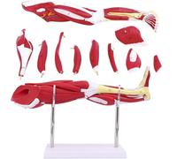 Muscle Leg Model,10Pcs Medical Teaching Model Human Lower Limb Muscle Anatomy Model Neurovascular Arteriovenous Leg Bone Thigh Ligament Teaching Model