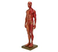 Muscle Model Miniature Male Musculoskeletal System Sculpture Anatomical Human Head Neck Face Structure Leg Bone Tissue Half-Body Art Model for Educational Display