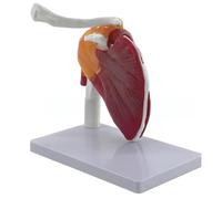 Muscle Shoulder Joint Model Anatomical Model Show Muscle Shoulder Musculature from Rotators Cuff to Subscapular Human with Anatomy