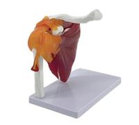 Muscle Shoulder Joint Model Anatomical Show Shoulder Musculature from Rotators Cuff to Subscapular Human Joint Anatomical