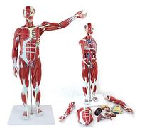 Muscle Structure Model Of The Human Body, 27 Parts, Organ Anatomy Model, Suitable For Biological Teaching Accessories