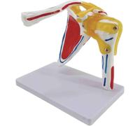 Muscled Shoulder Joint Anatomy Model Anatomical Muscle Nerves for Professional Teaching Training