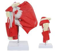 Muscled Shoulder Joint Model 10" Human Shoulder Joint Model Shows Complete Shoulder Musculature From Rotator Cuff To Sub
