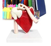 Muscled Shoulder Joint Model, Anatomical Learning Aid, 1:1 Life Size Skeleton, Premium Medical Grade Polymer, Realistic Aesthetic with Natural Bone Finish, Study Tool for Doctors & Teachers