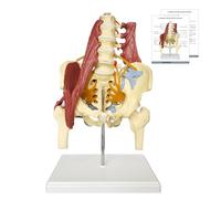 Muscled Shoulder Joint Model (Lumbar Spine and Pelvis Muscle Model)