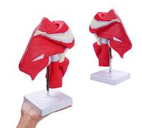 Muscled Shoulder Joint Model with Ligament,Anatomically Correct Shoulder Model,Human Shoulder Model,Human Joints Complet